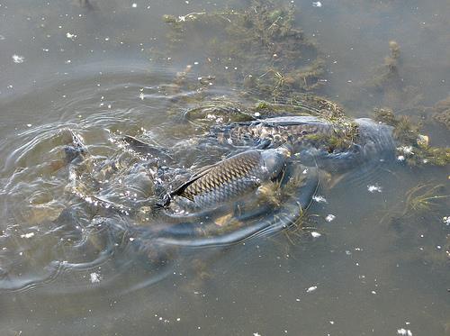 crapi - 36117831238fddc13453.jpg